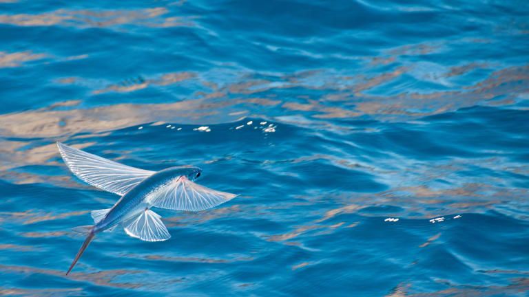 The flying fish disappears from the Caribbean