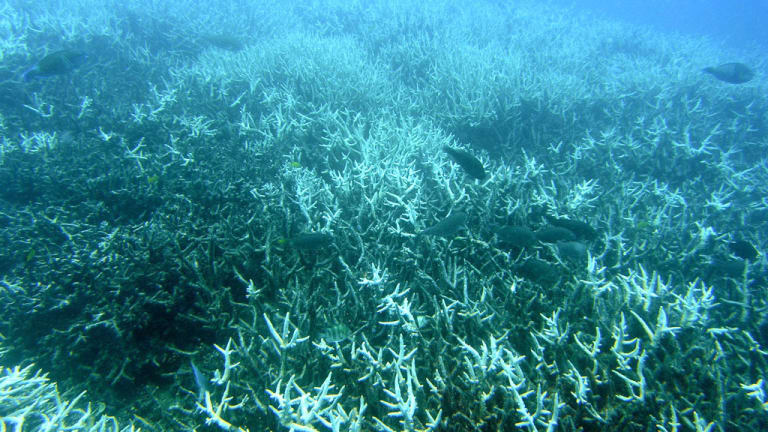 Scientist: A reef called the crown jewel of Florida on the verge of death