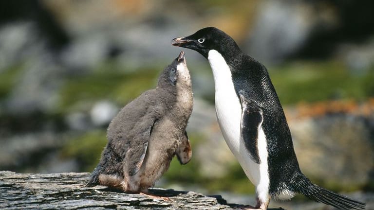 In a Colony of 40,000, Just Two Penguin Chicks Survived This Year
