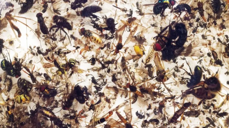 Plummeting insect numbers 'threaten collapse of nature' 
