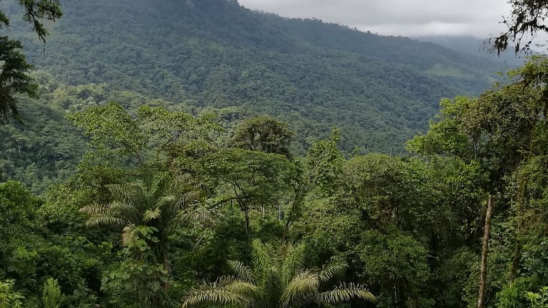 Massive Forest Restoration Could Greatly Slow Global Warming